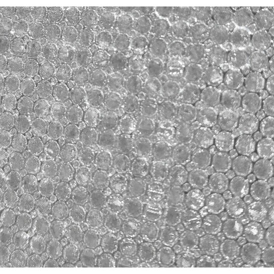 Napvédő alumínium reflexiós védelemmel, prémium, 160 x 72 cm Laser II AM0320 Napvédő alumínium reflexiós védelemmel, prémium, 160 x 72 cm Laser II AM0320