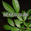 Békési Békési